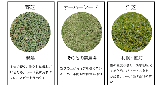 札幌の洋芝比較 札幌の洋芝比較